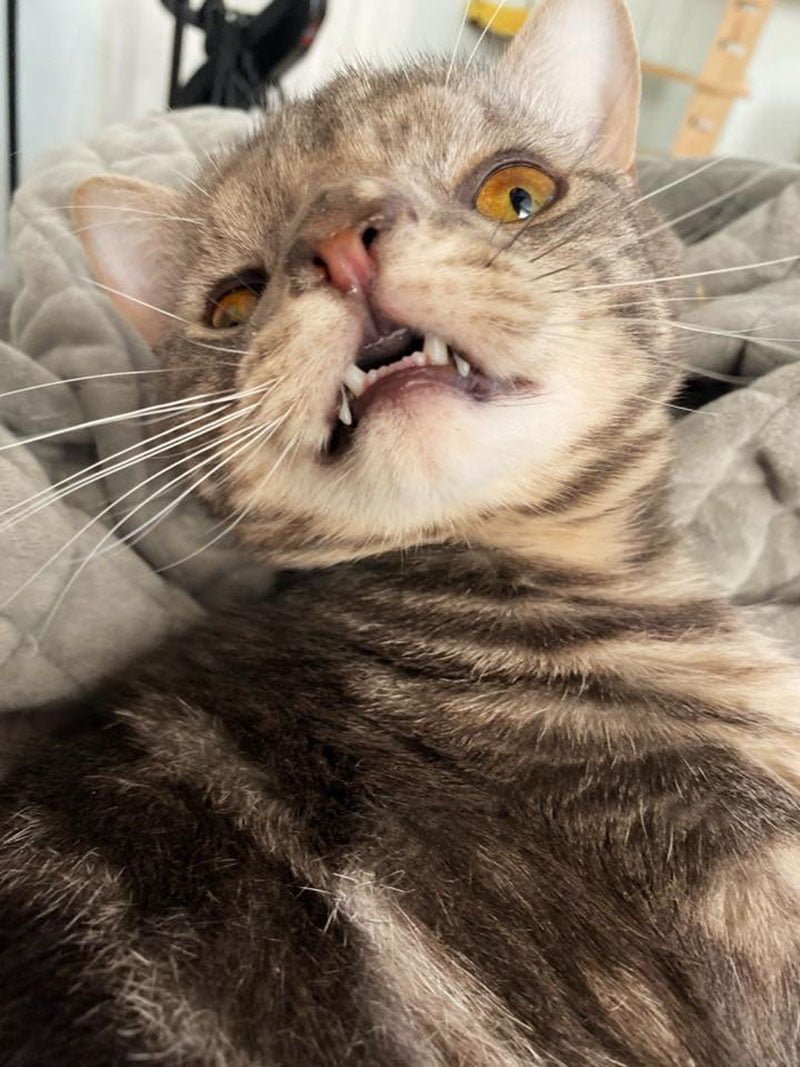 Gatito con la cara inusualmente perfecta está tan feliz de tener un hogar 18 Maverick cara perfecta