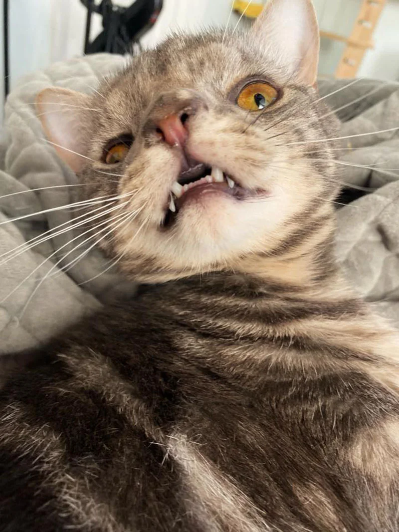 Gatito con la cara inusualmente perfecta está tan feliz de tener un hogar 9 Maverick cara perfecta