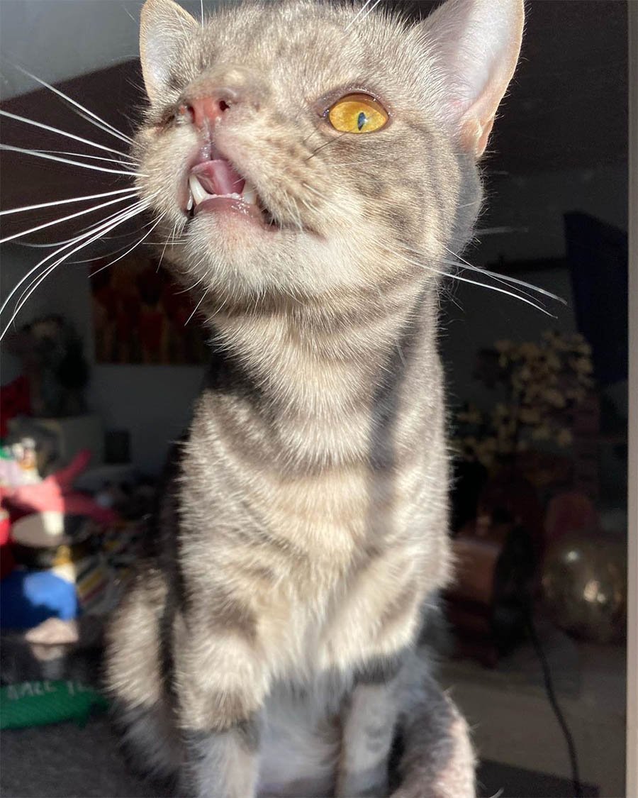 Gatito con la cara inusualmente perfecta está tan feliz de tener un hogar 11 Maverick especial