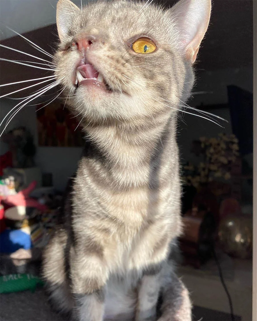 Gatito con la cara inusualmente perfecta está tan feliz de tener un hogar 2 Maverick especial