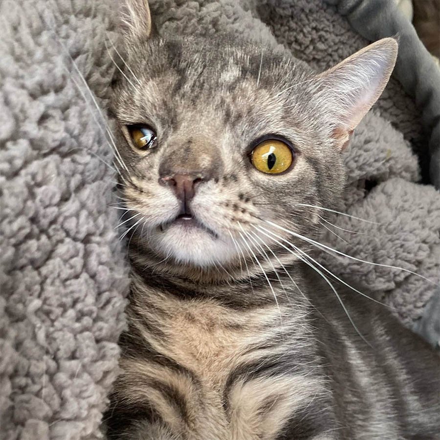Gatito con la cara inusualmente perfecta está tan feliz de tener un hogar 10 Maverick rostro especial