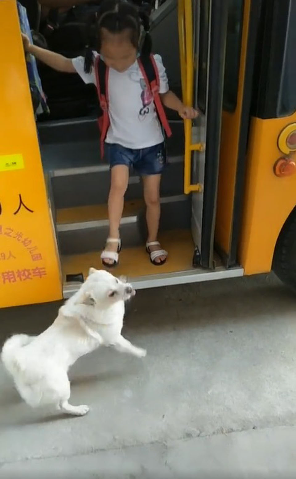 Perro fiel espera junto a su niña el autobús a diario para asegurarse que esté a salvo 8 Niña se baja del autobús