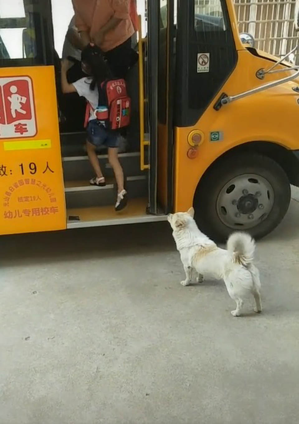Perro fiel espera junto a su niña el autobús a diario para asegurarse que esté a salvo 6 Niña sube al autobús y perrito la observa