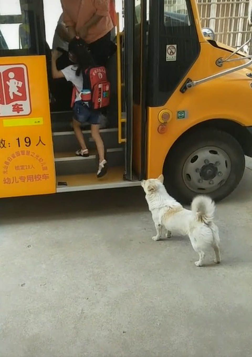 Niña sube al autobús y perrito la observa