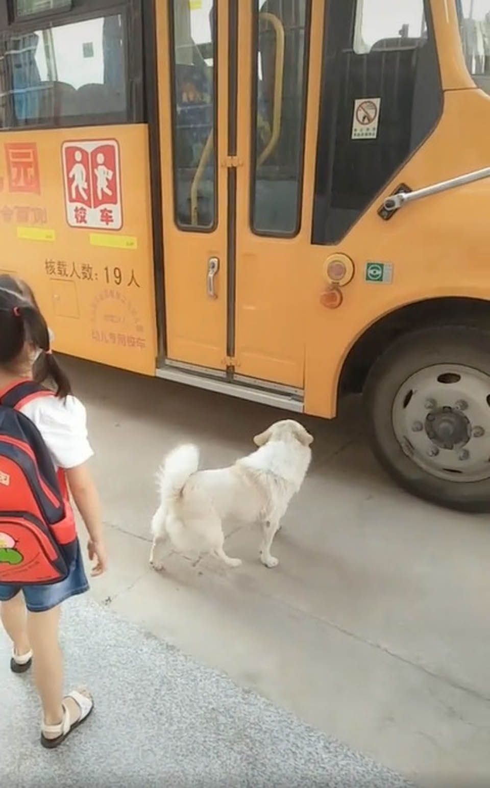 Niña y perrito esperan el autobús