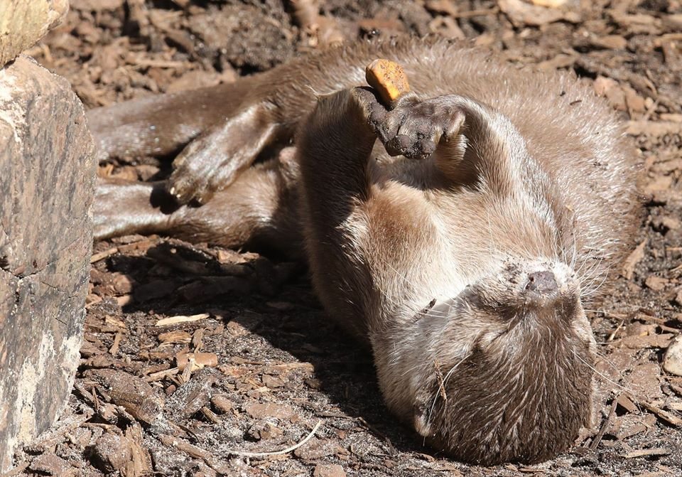 Zoológico cerrado encuentra hogares para los animales después de temores de eutanasia 10 Nutria asiática