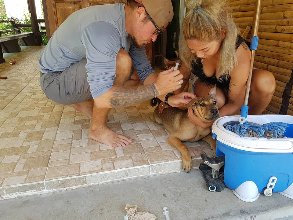Pareja atiende perros
