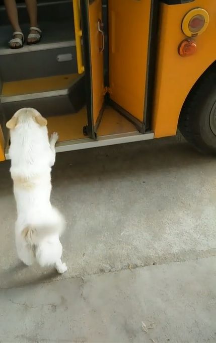 Perrito en el autobús