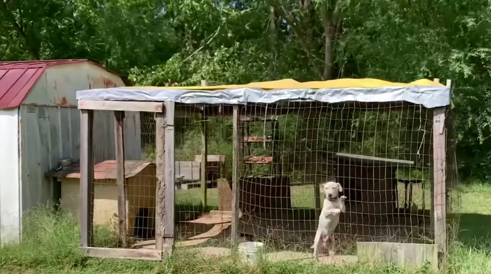Perrito en una jaula