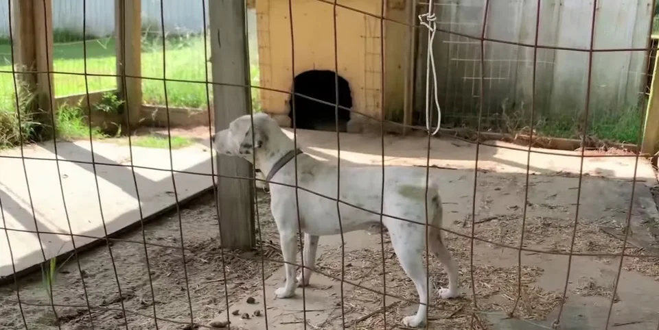 Perrito movía la cola esperando ayuda