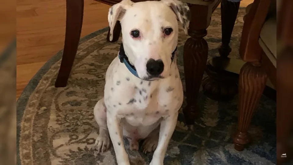 Perrito rescatado encontró un hogar