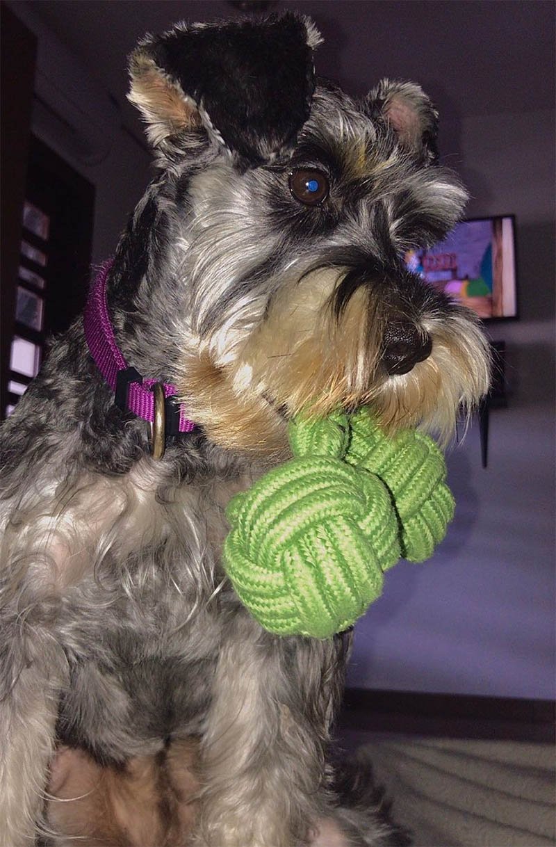 Perro 'Romeo' se escapa para visitar a su verdadero amor en su balcón 16 Perrita Ramona