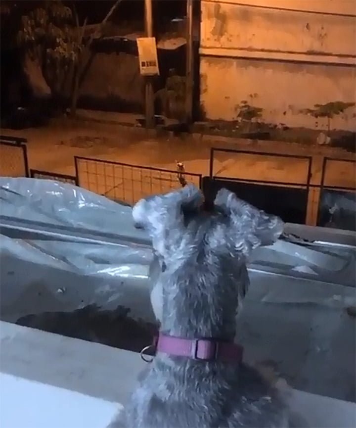 Perro 'Romeo' se escapa para visitar a su verdadero amor en su balcón 11 Perro Romeo Visitando