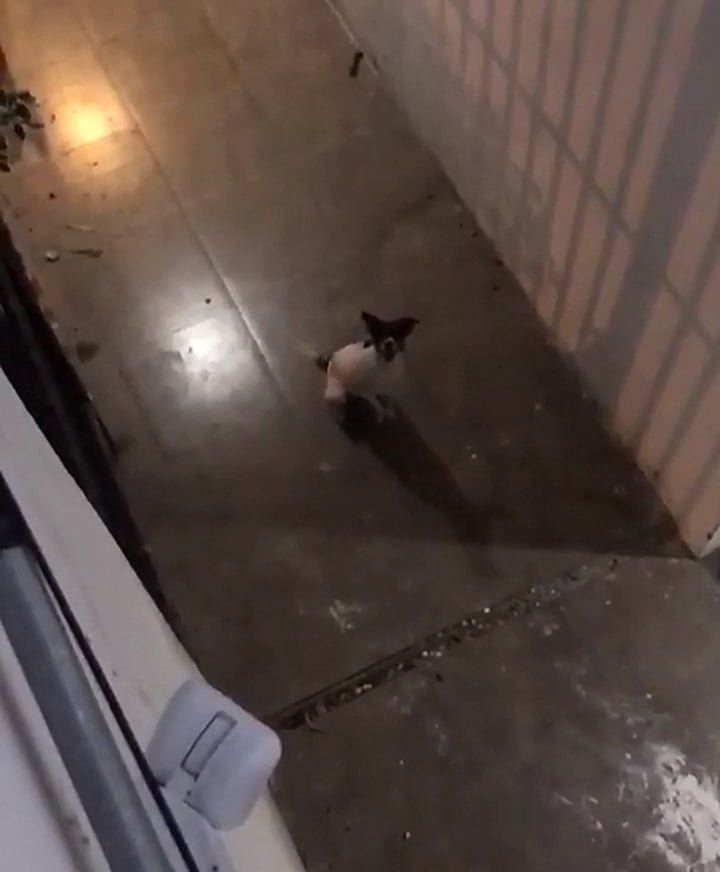 Perro 'Romeo' se escapa para visitar a su verdadero amor en su balcón 12 Perro Romeo enamorado