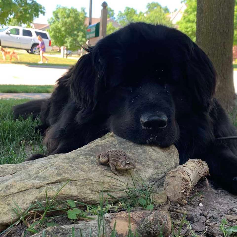 Perro y sapo se reúnen todas las noches solo para pasar el rato 6 Perro es amigo de un sapo
