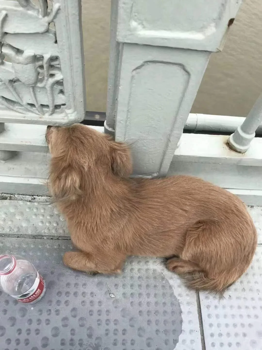 Perro espera dueño puente Perro espera dueño puente