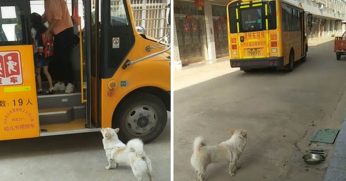 Perro espera junto a niña el autobús