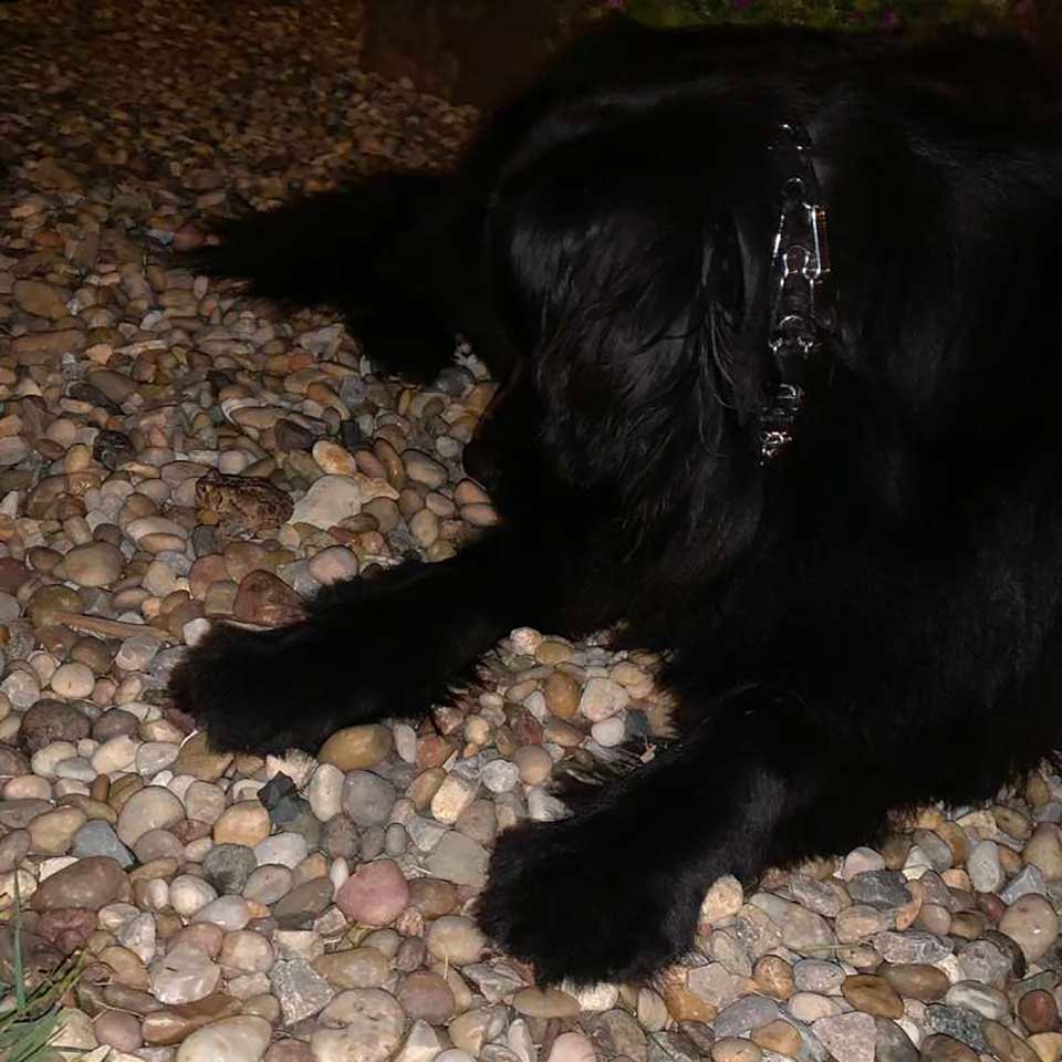 Perro y sapo se reúnen todas las noches solo para pasar el rato 9 Perro y su amigo