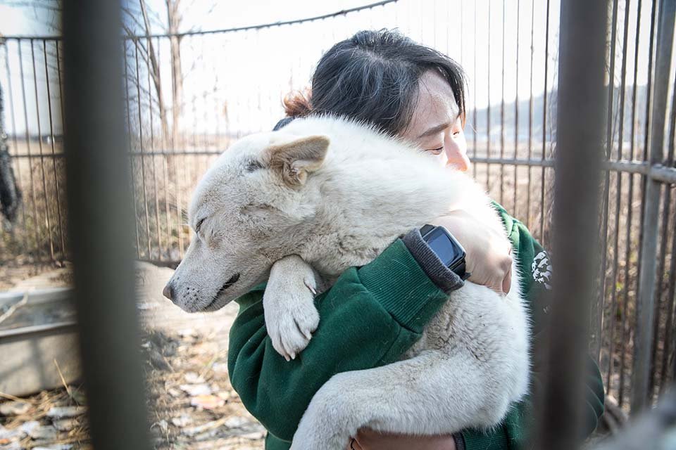 China prohíbe por completo comer carne de perro clasificándolos como "animales de compañía" 5 Perro y su rescatista