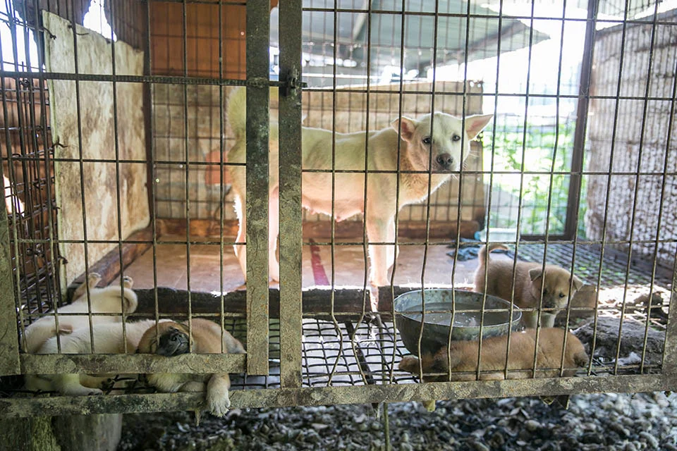 Perros para alimento