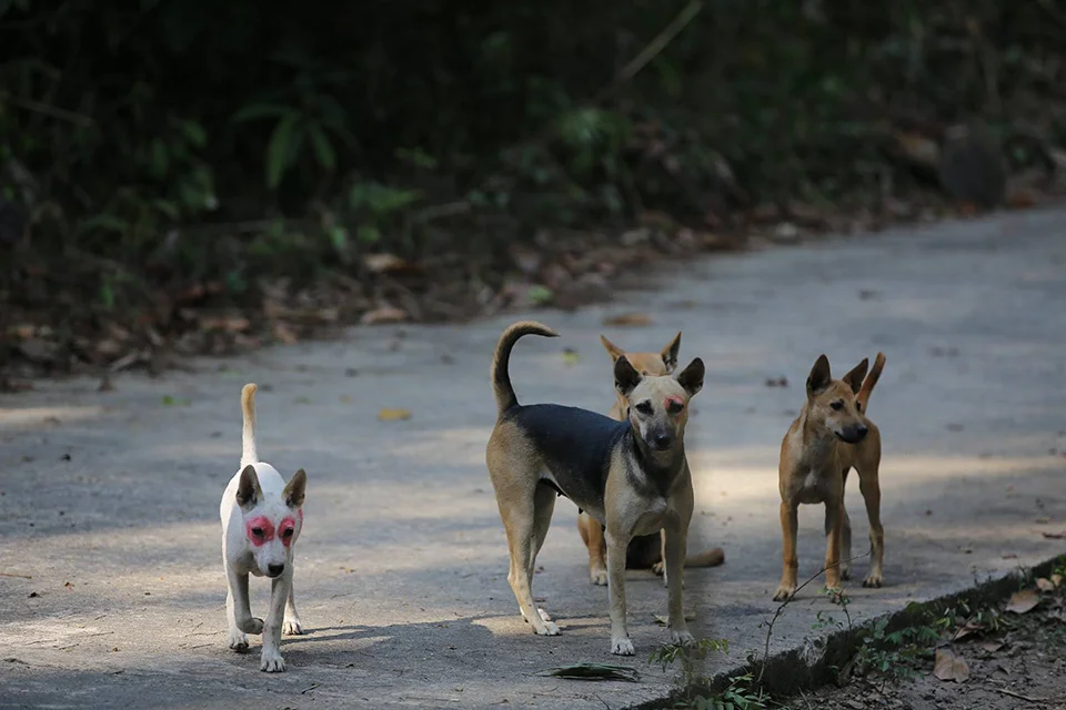 Perros sin casa isla