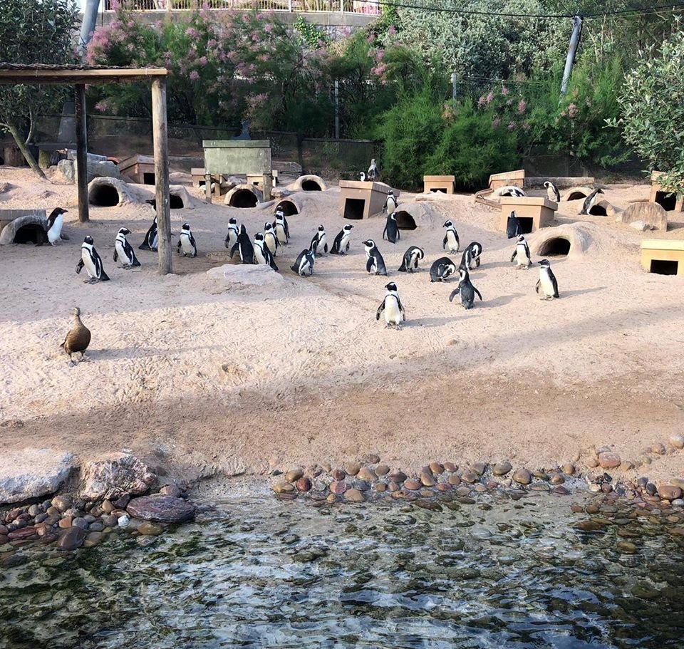 Zoológico cerrado encuentra hogares para los animales después de temores de eutanasia 9 Pinguinos