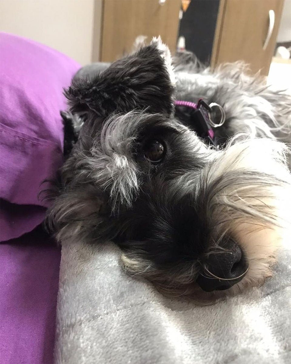 Perro 'Romeo' se escapa para visitar a su verdadero amor en su balcón 14 Ramona acostada