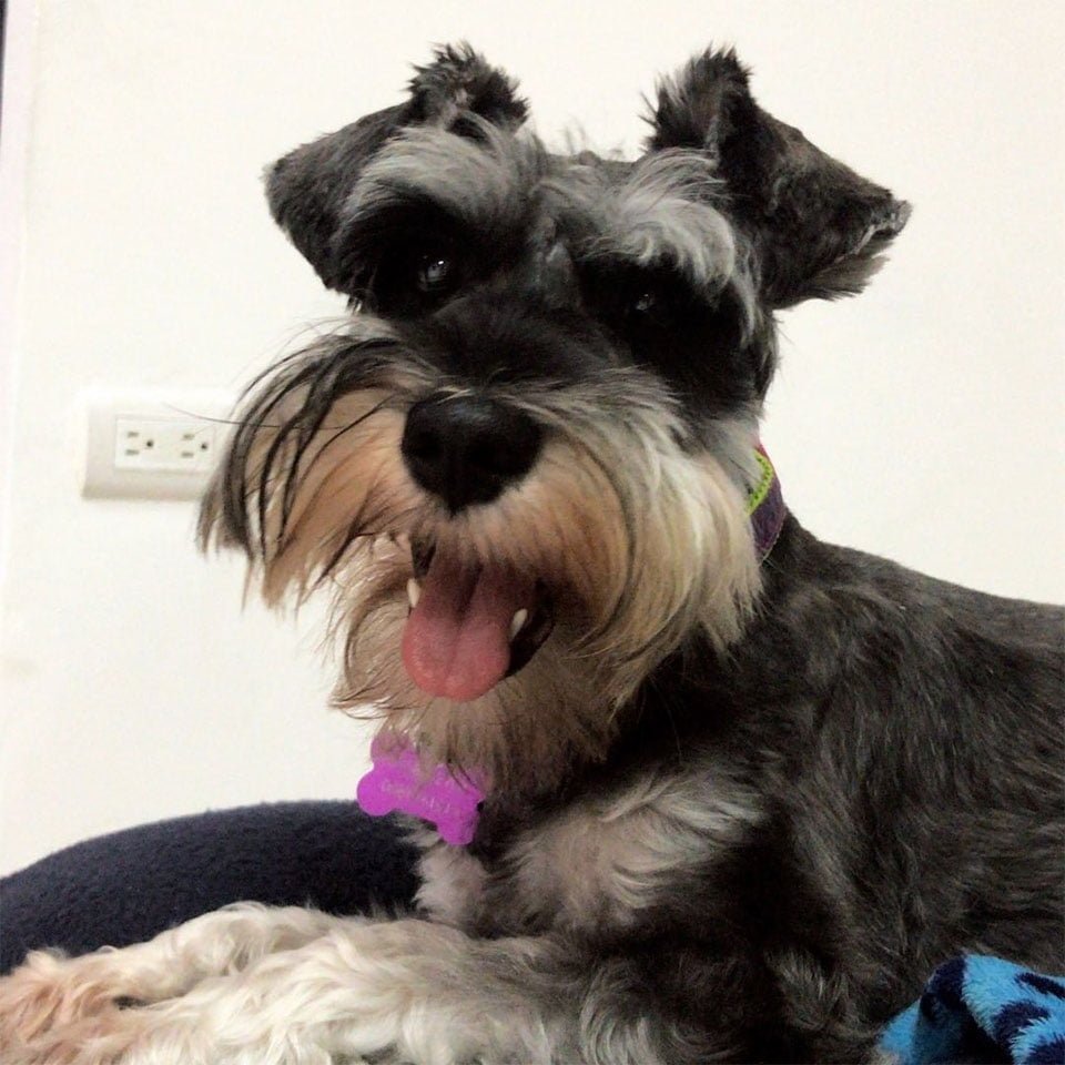 Perro 'Romeo' se escapa para visitar a su verdadero amor en su balcón 13 Ramona y Romeo