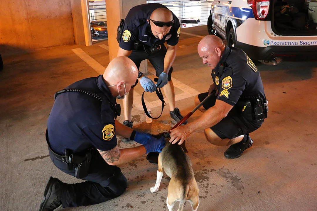 Oficiales rompen la ventana de un auto donde un perro ladraba pidiendo ayuda 1 Rescatan perro que ladraba