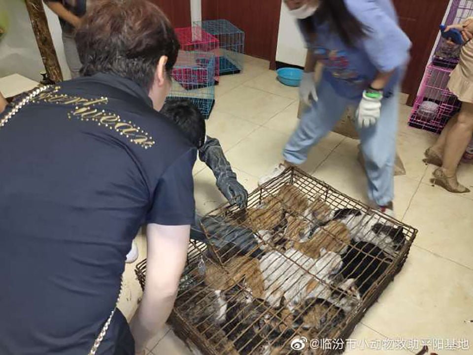 700 gatos robados son rescatados antes de ser sacrificados por su carne en China 10 Rescate 700 gatos