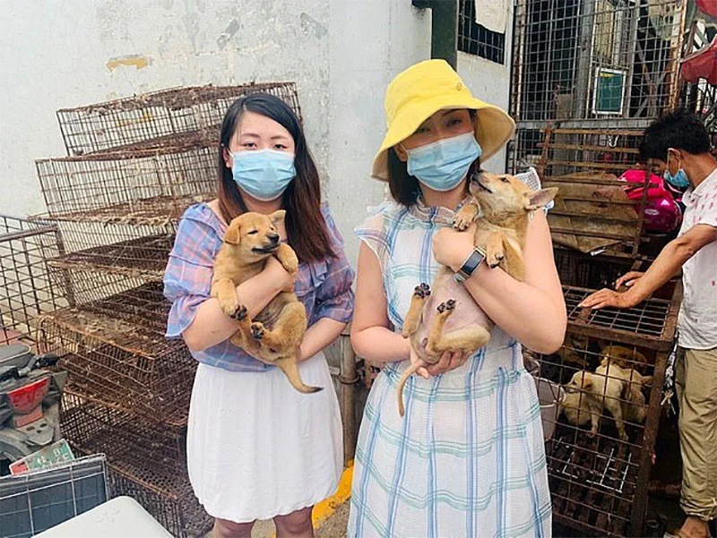 Salvan cachorros Yulin