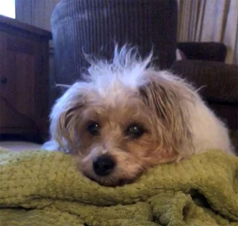 Mujer desconsolada ve la cara de su perro en el cielo horas después de su fallecimiento 10 Sunny cara cielo