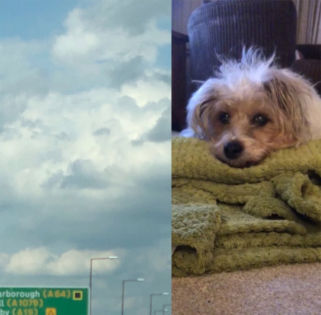 Mujer desconsolada ve la cara de su perro en el cielo horas después de su fallecimiento 11 Sunny cara de perro