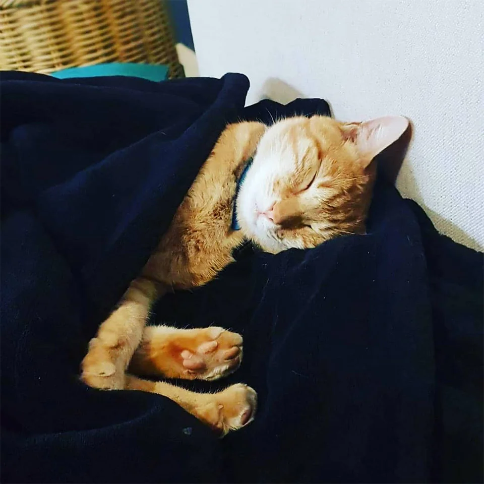 Gato se escabulle a casa de sus vecinos todos los días para pasar la noche 7 Tig dormido