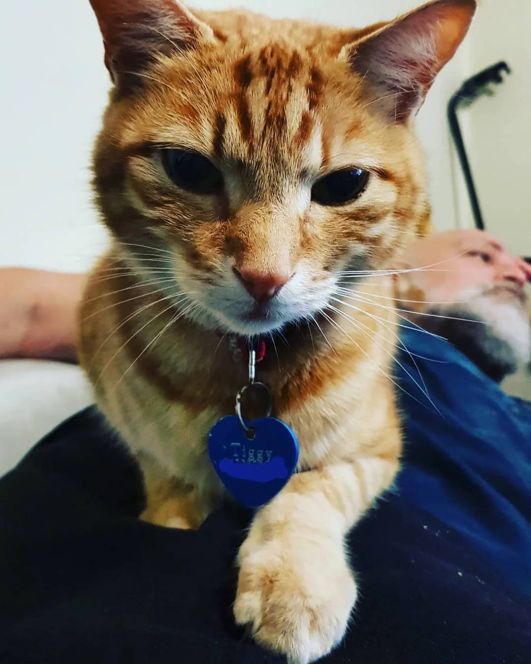 Gato se escabulle a casa de sus vecinos todos los días para pasar la noche 2 Tigger