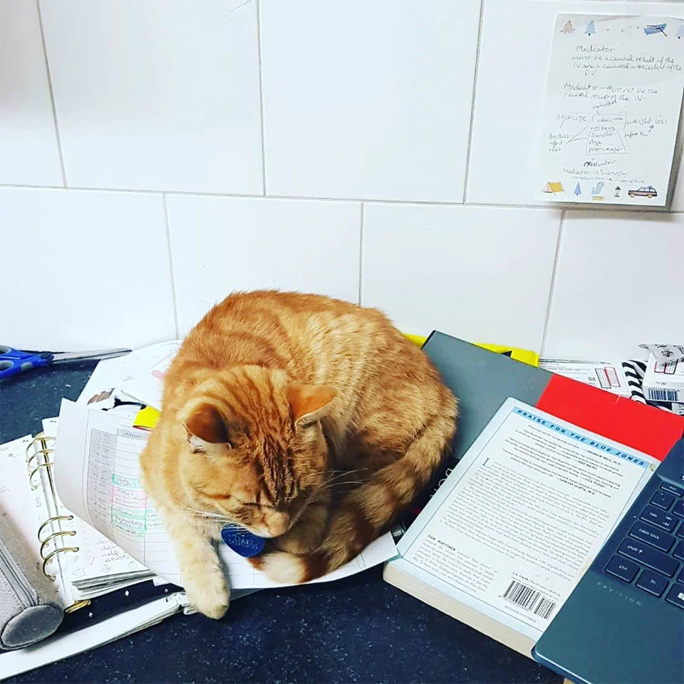 Gato se escabulle a casa de sus vecinos todos los días para pasar la noche 10 Tigger escritorio