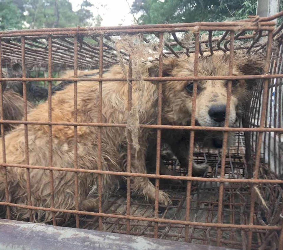 Cruel festival de Yulin