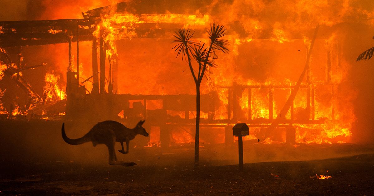 Canguro frente a una casa en llamas en los incendios de Australia en 2019