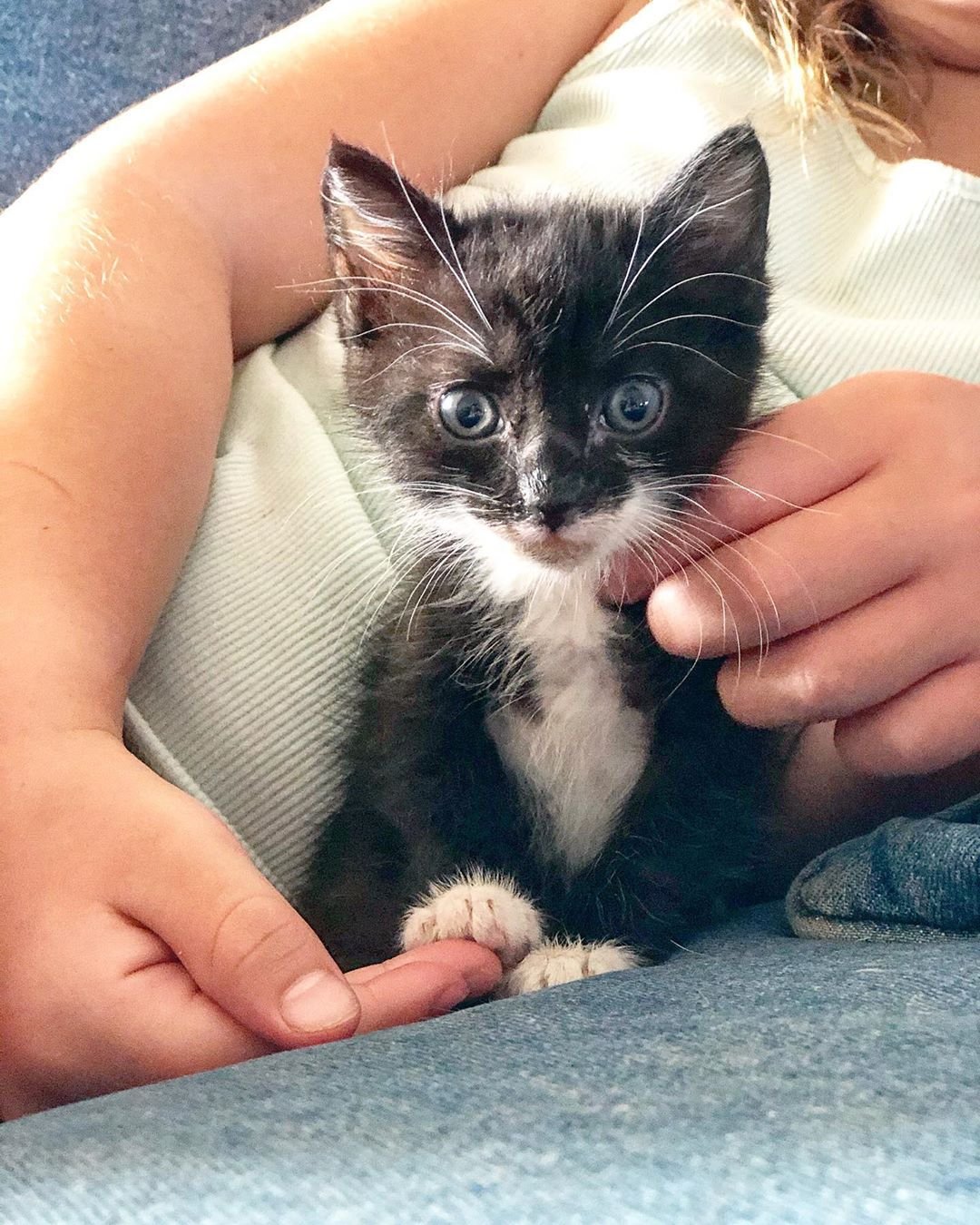 Gatita está tan feliz de encontrar una familia después de ser rescatada 11 Adorable Gatita