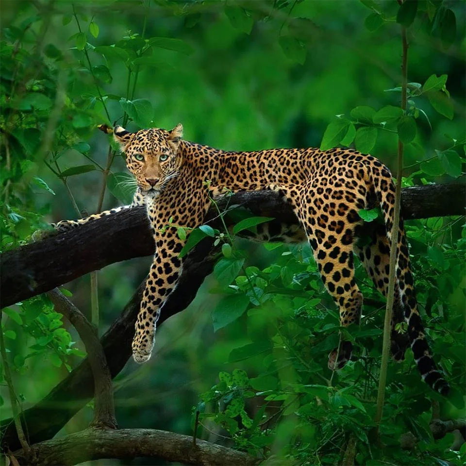 Leopardo y pantera en estado salvaje son captados juntos en estas asombrosas fotos 4 Animal salvaje descansando