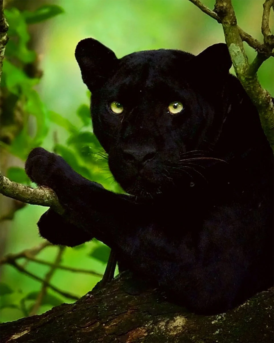 Leopardo y pantera en estado salvaje son captados juntos en estas asombrosas fotos 3 Animal salvaje