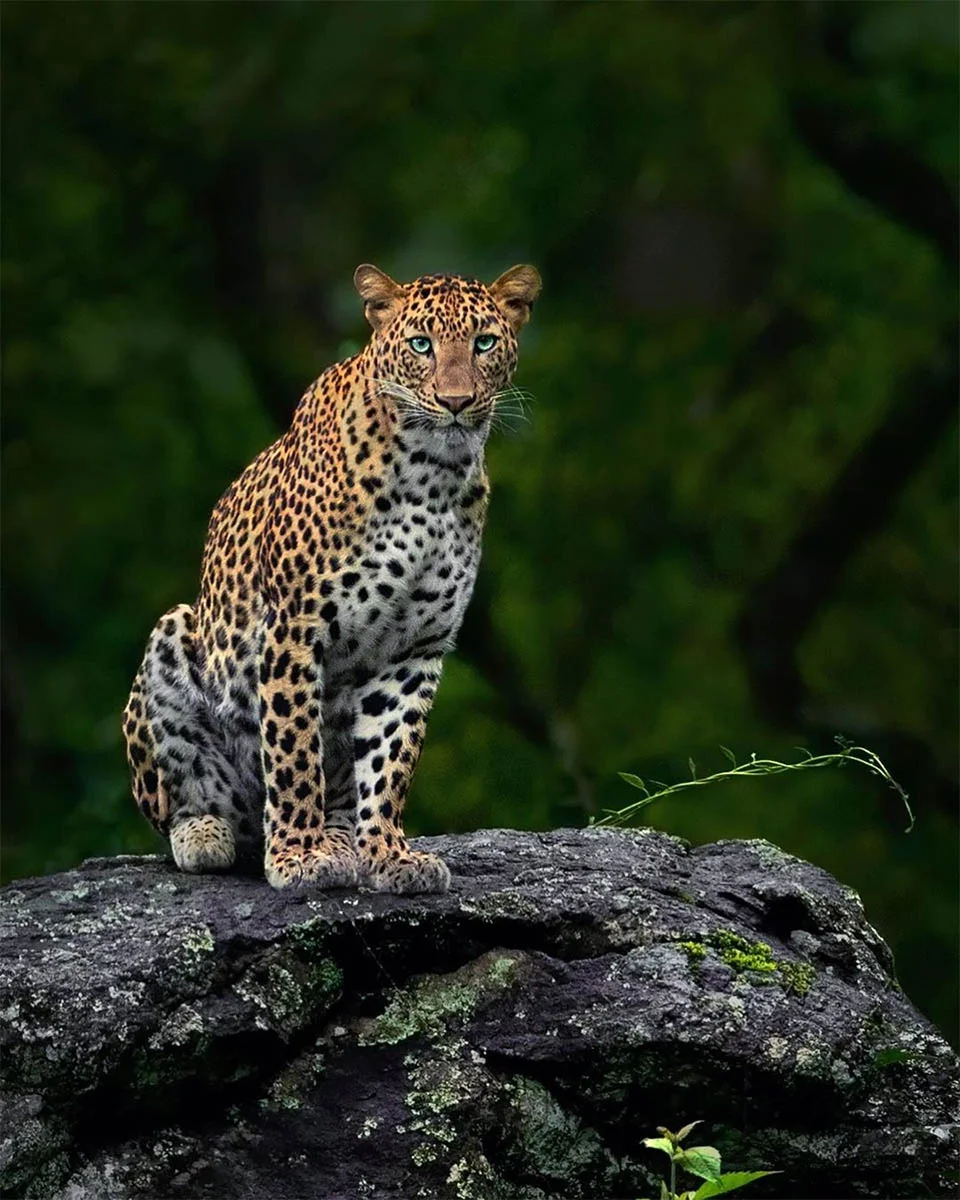 Leopardo y pantera en estado salvaje son captados juntos en estas asombrosas fotos 2 Animales salvajes