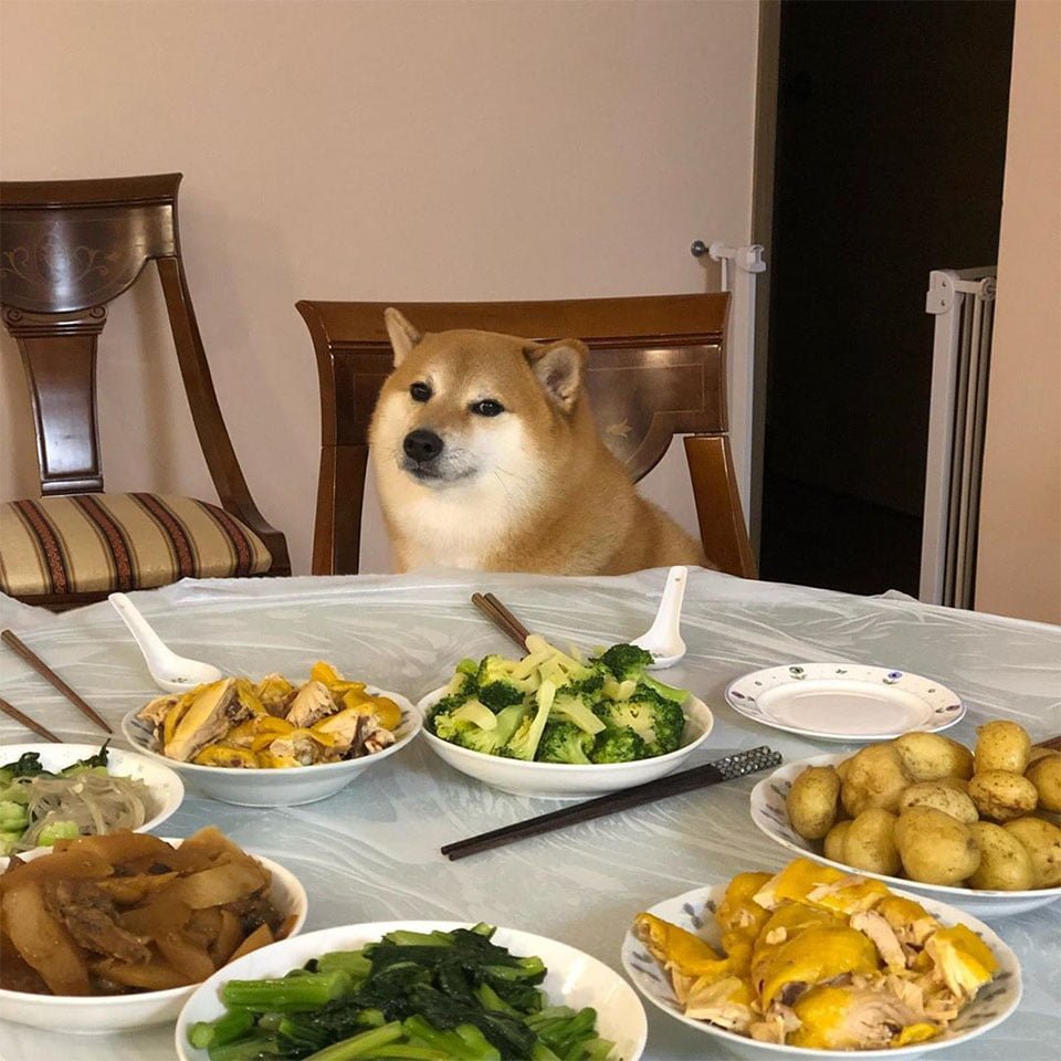 Balltze, el perro Shiba inu estrella de tus memes favoritos 32 Balltze popular