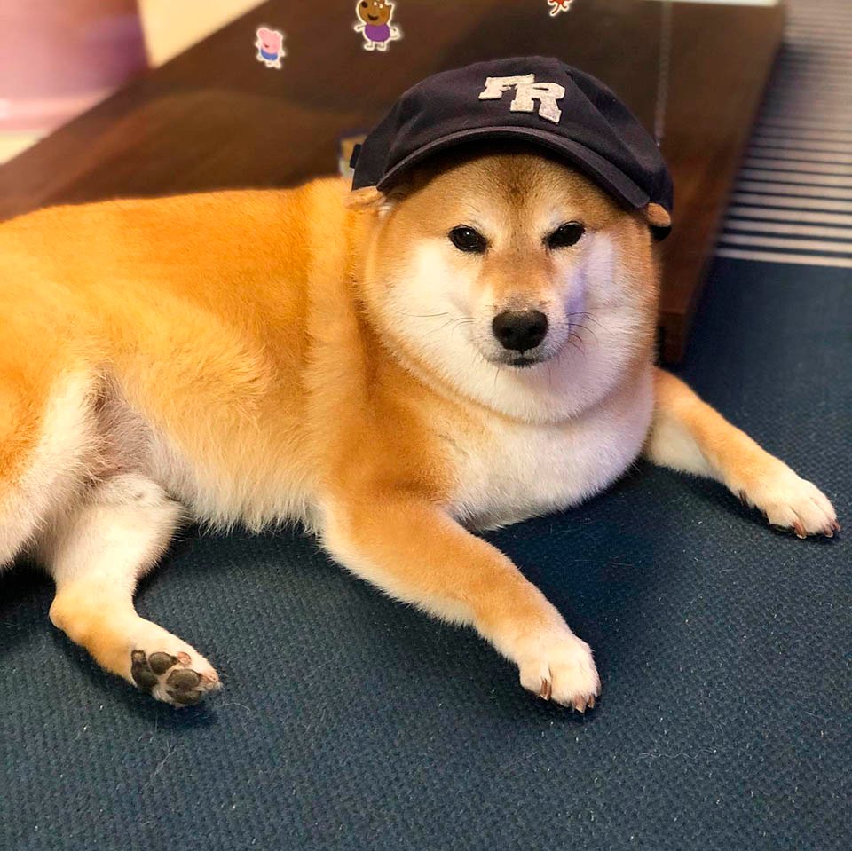 Balltze, el perro Shiba inu estrella de tus memes favoritos 17 Balltze posando