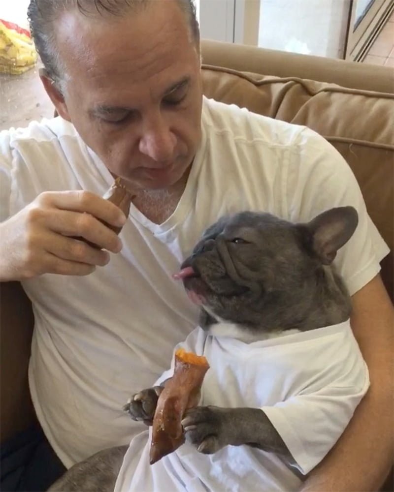 Pequeño bulldog francés adora comer los bocadillos como lo hace papá 13 Bluenjy adora comer