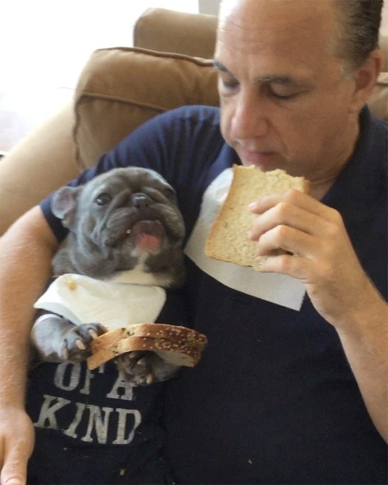 Pequeño bulldog francés adora comer los bocadillos como lo hace papá 16 Bluenjy come bocadillos