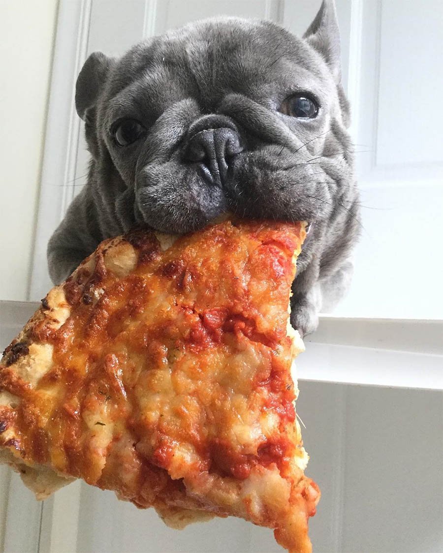 Pequeño bulldog francés adora comer los bocadillos como lo hace papá 10 Bluenjy comiendo pizza
