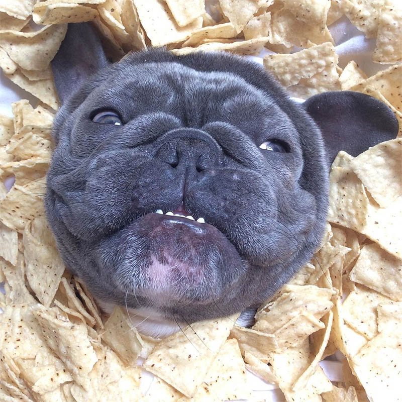 Pequeño bulldog francés adora comer los bocadillos como lo hace papá 18 Bluenjy
