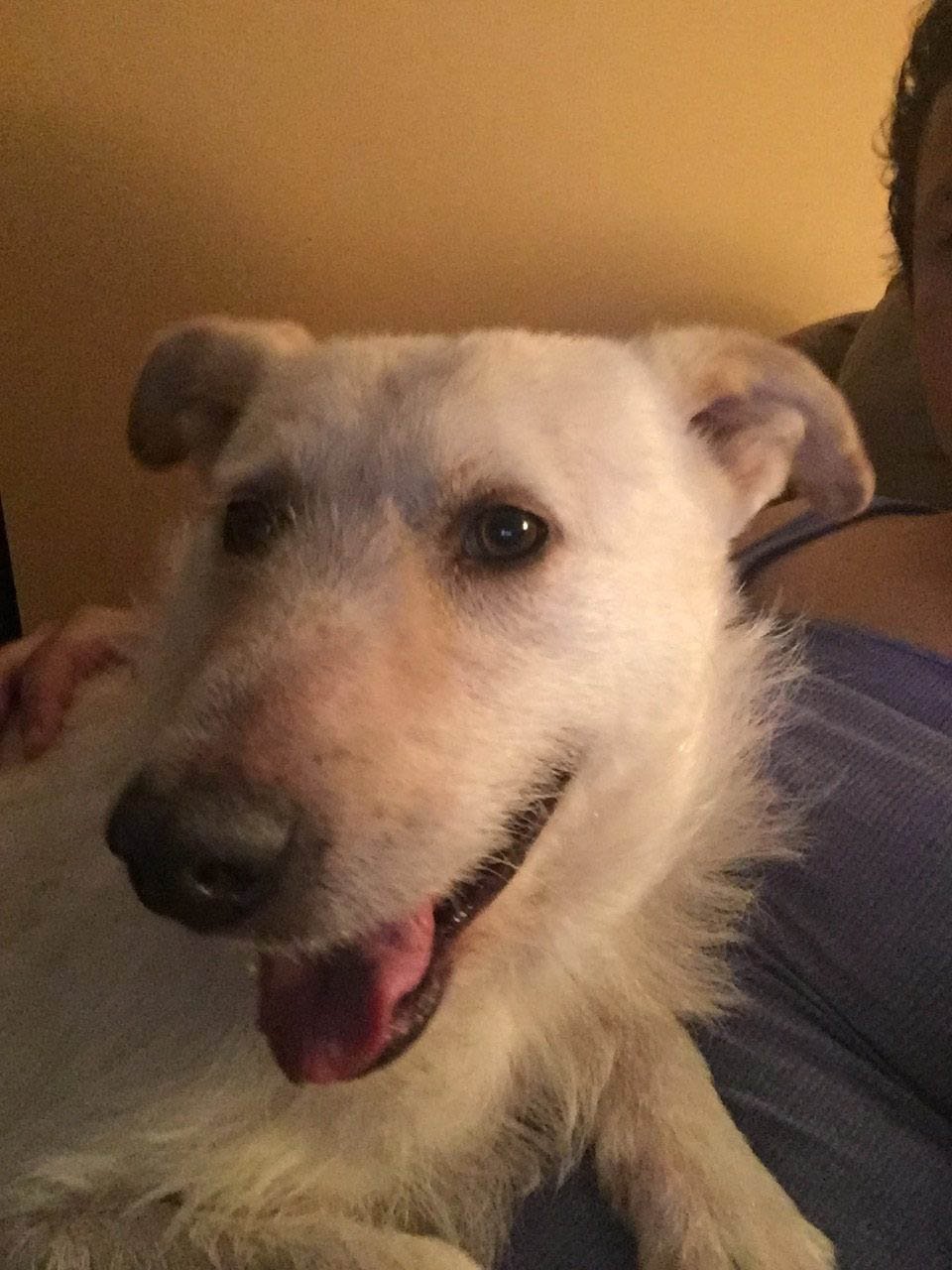 Perro sin hogar con cáncer solo quería ser abrazado luego de ser rescatado 12 Buddy feliz en su hogar