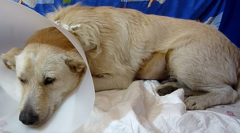 Perro sin hogar con cáncer solo quería ser abrazado luego de ser rescatado 10 Buddy tenía cáncer